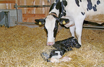 1 Eine größere Zeitspanne zwischen den Kälbergeburten fördert die Gesundheit von Kühen. Allerdings steigt das Risiko, dass die Tiere verfetten und am Ende der Laktation weniger Milch geben.
