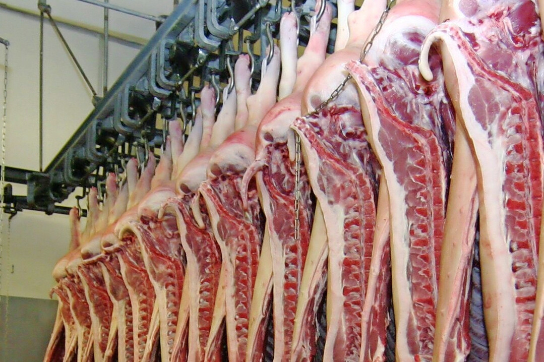 China lsst gren: Viele EU-Schweinehalter bekommen weniger Geld fr ihre Schlachttiere.