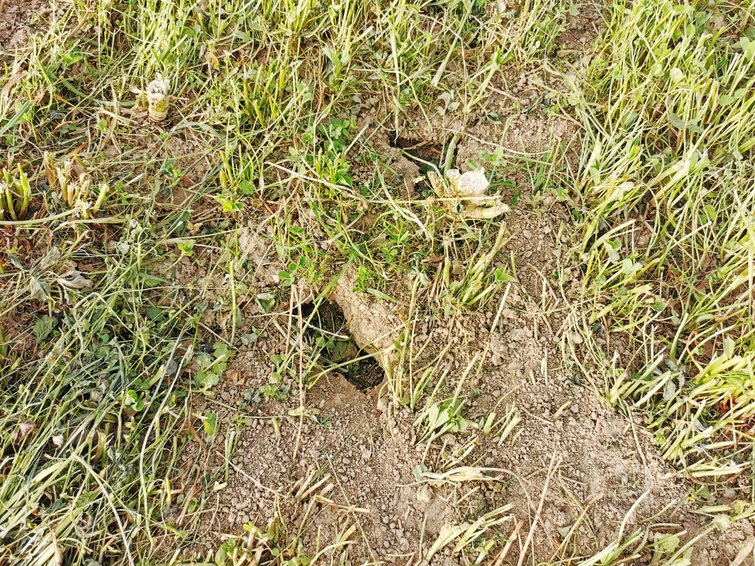 Schadnagerkontrolle im Ackerbau oder Grnland fllt in den Rechtsbereich Pflanzenschutz.