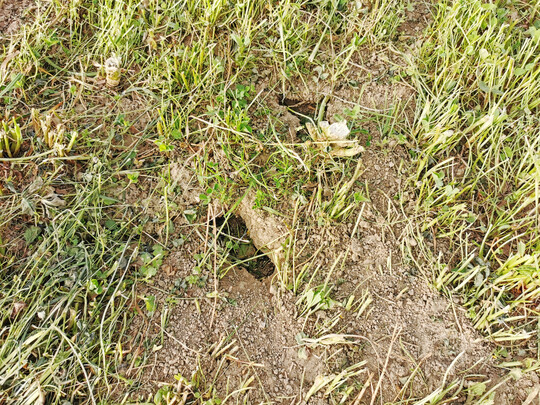 Schadnagerkontrolle im Ackerbau oder Gr�nland f�llt in den Rechtsbereich Pflanzenschutz.