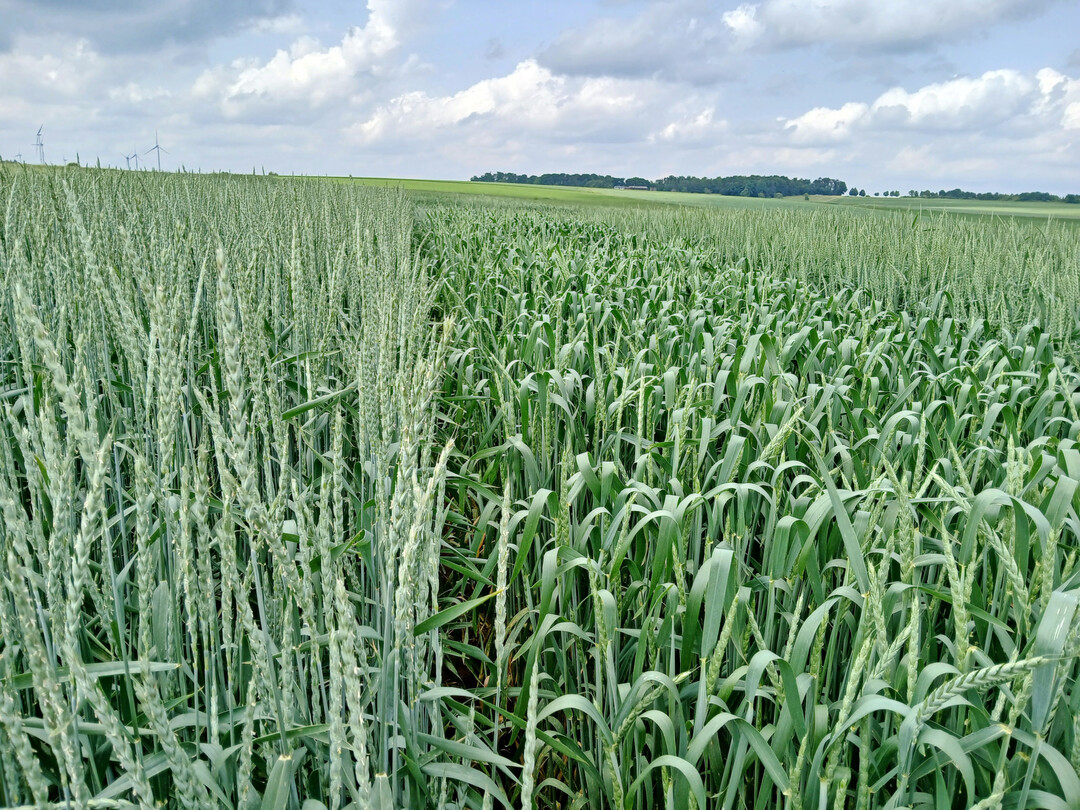 Zur Ernte 2025 standen 11 Dinkelsorten in Baden-Württemberg zur Prüfung an, davon zwei Neuzulassungen.