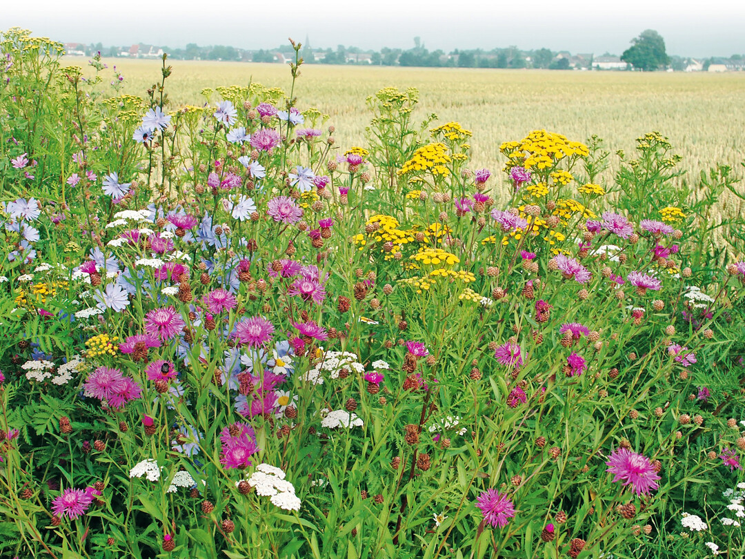  In der Ackerflur entstanden im Rahmen der Studie ein- und mehrjhrige Blhstreifen mit verschiedenen Mischungen.