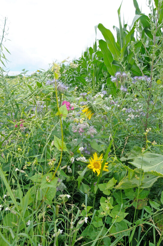 Das durchgehende Blütenangebot ermöglichte zahlreichen Wildbienenarten, sich dauerhaft in dem Gebiet anzusiedeln und die Flächen als Nahrungs- und Nisthabitate zu nutzen.