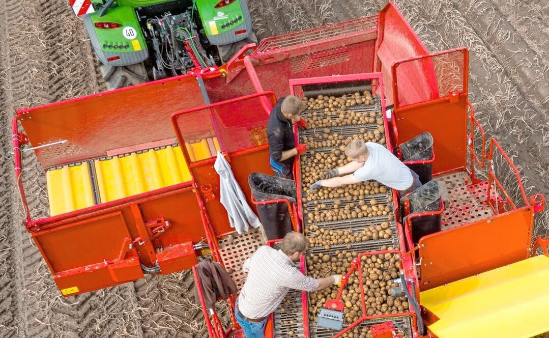 In Deutschland luft die Kartoffelernte. Die amtlichen Zahlen zum Ernteumfrang sind noch vorlufig.