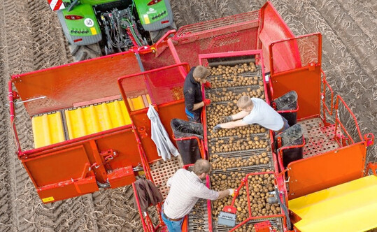In Deutschland luft die Kartoffelernte. Die amtlichen Zahlen zum Ernteumfrang sind noch vorlufig.