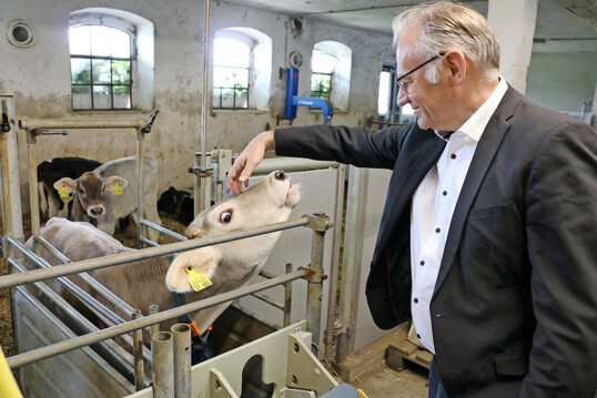 Auf Tuchfhlung mit einem Kalb: Norbert Lins, MdEP, sicherte den Tierhaltern bei seinem Besuch in Oberschwaben Untersttzung zu. Jede fnfte Kuh in Baden-Wrttemberg steht im Landkreis Ravensburg. 