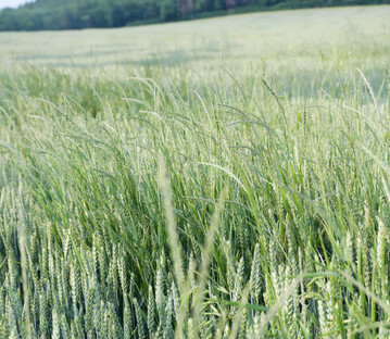Die Nahaufnahme eines Winterweizen-Feldes zeigt mehrere Halme des Weidelgrases zwischen der Hauptkultur. Die Bodenherbizide mit den Wirkstoffen Flufenacet, Prosulfocarb und Chlortoluron haben auch auf Weidelgrser bei entsprechender Bodenfeuchtigkeit im Vorauflauf eine gute Wirkung.