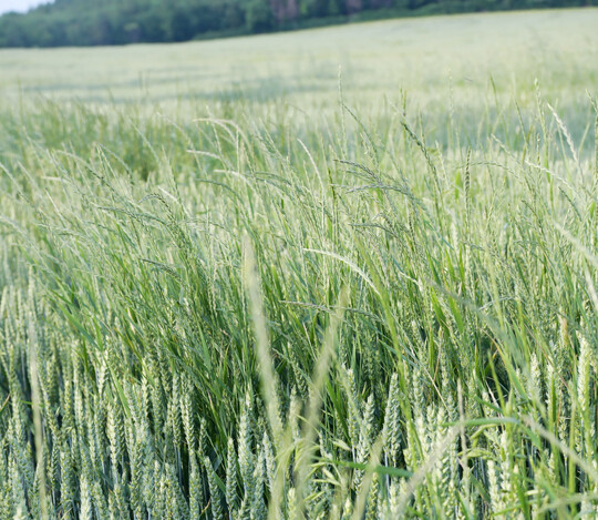 Die Nahaufnahme eines Winterweizen-Feldes zeigt mehrere Halme des Weidelgrases zwischen der Hauptkultur. Die Bodenherbizide mit den Wirkstoffen Flufenacet, Prosulfocarb und Chlortoluron haben auch auf Weidelgrser bei entsprechender Bodenfeuchtigkeit im Vorauflauf eine gute Wirkung.