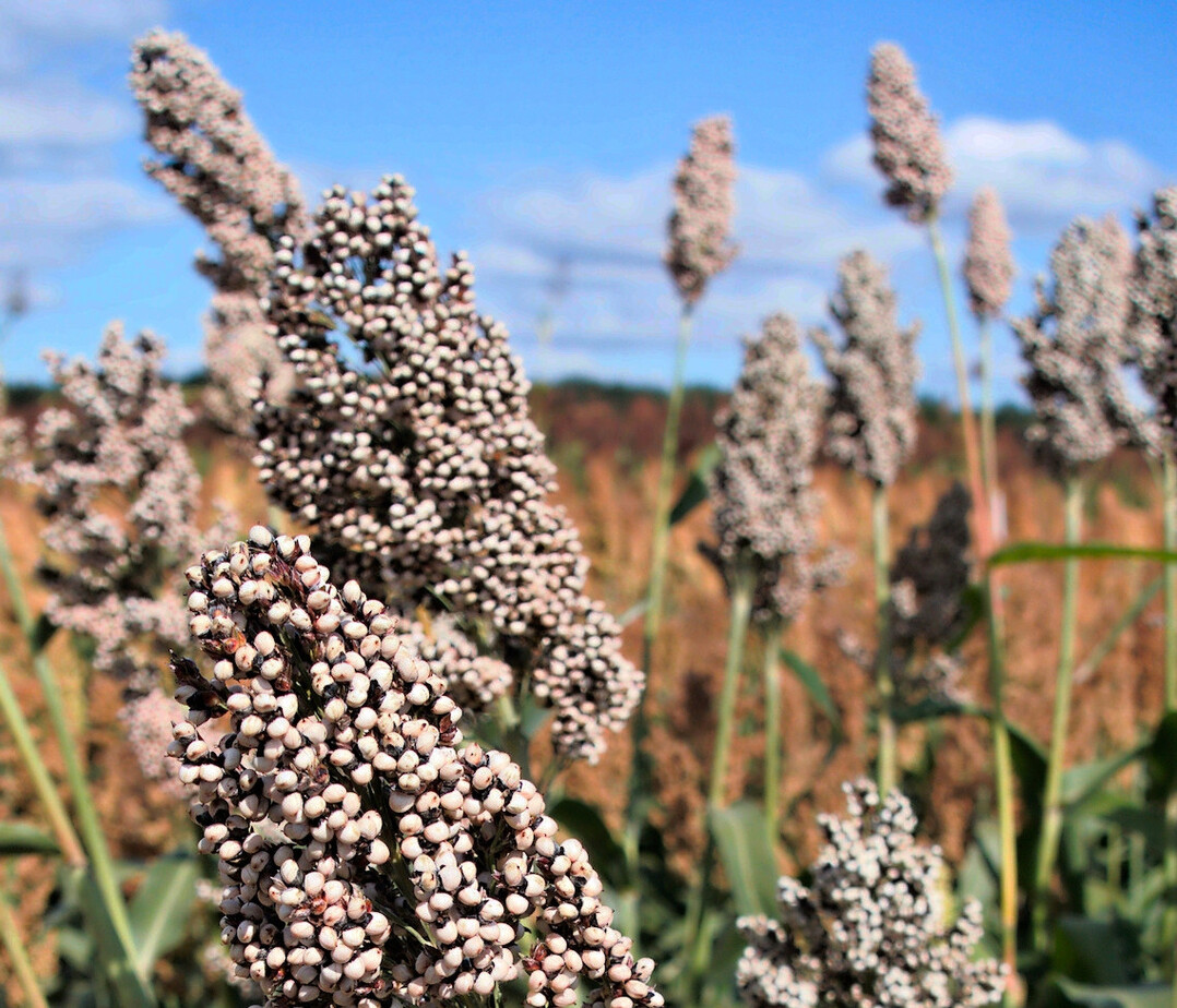 Bei der Ernte von Körnersorghum gibt es einiges zu beachten.