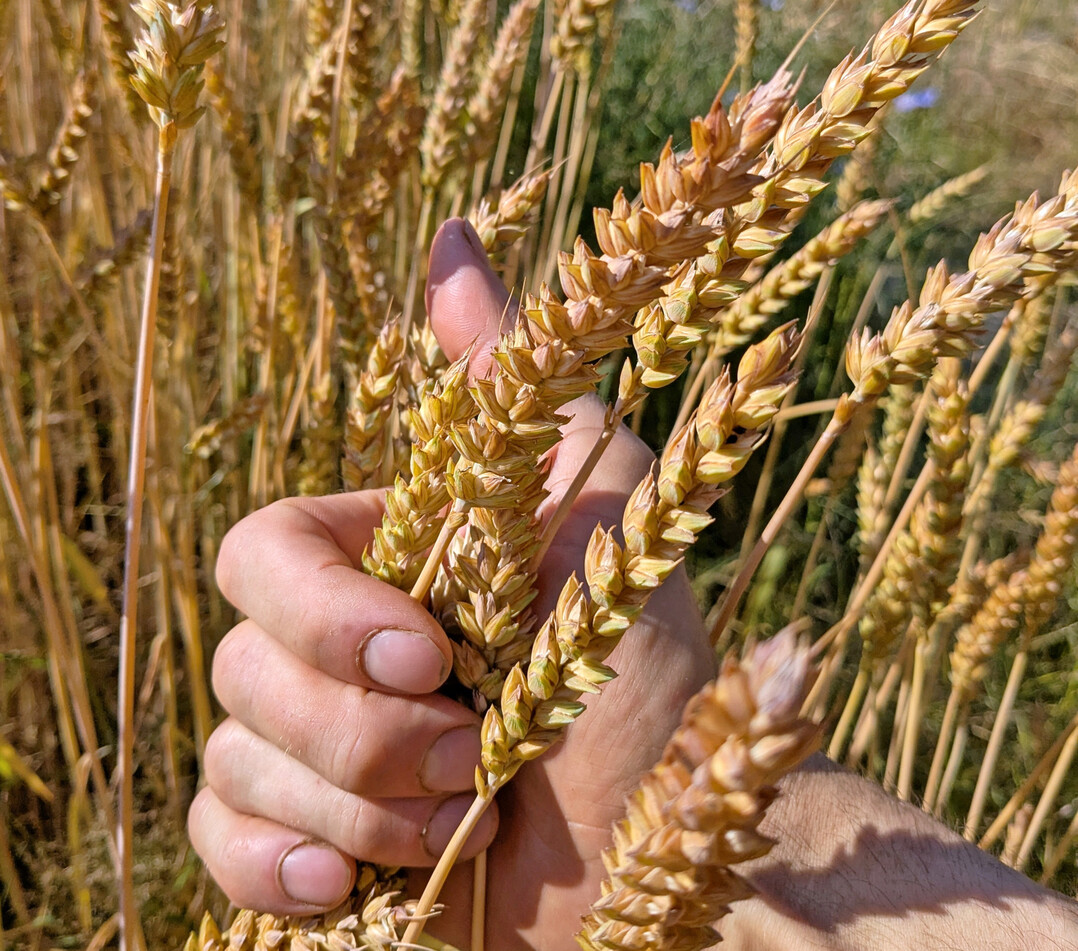 Forschende und Züchter analysieren auch die inneren Eigenschaften des Weizenkorns.