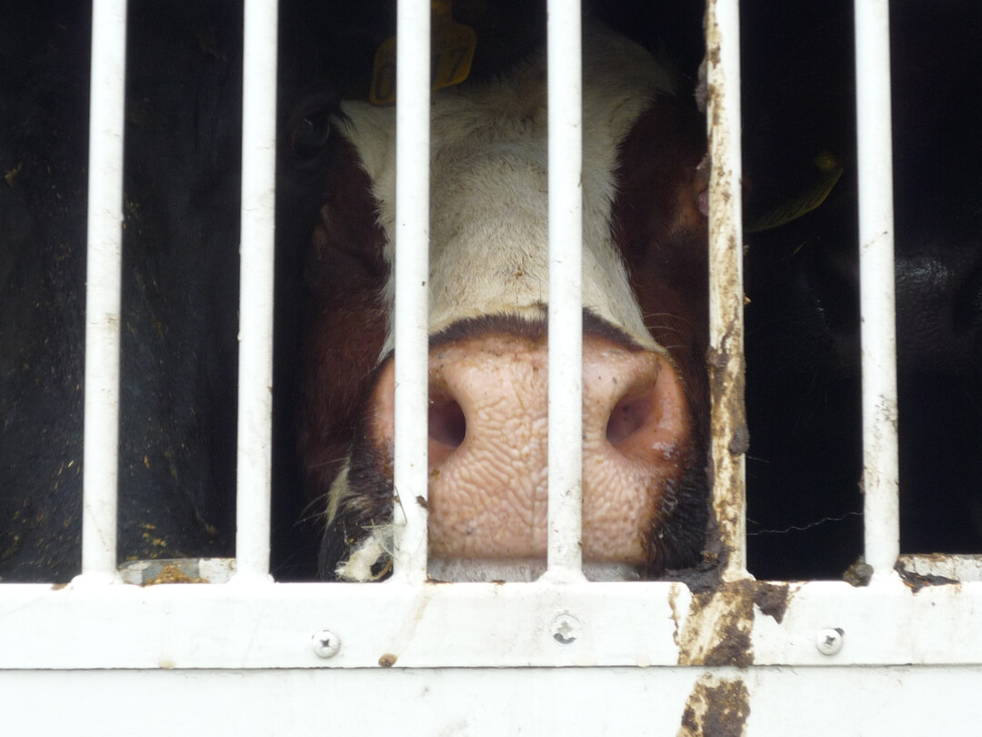 Tiertransport einer Kuh.