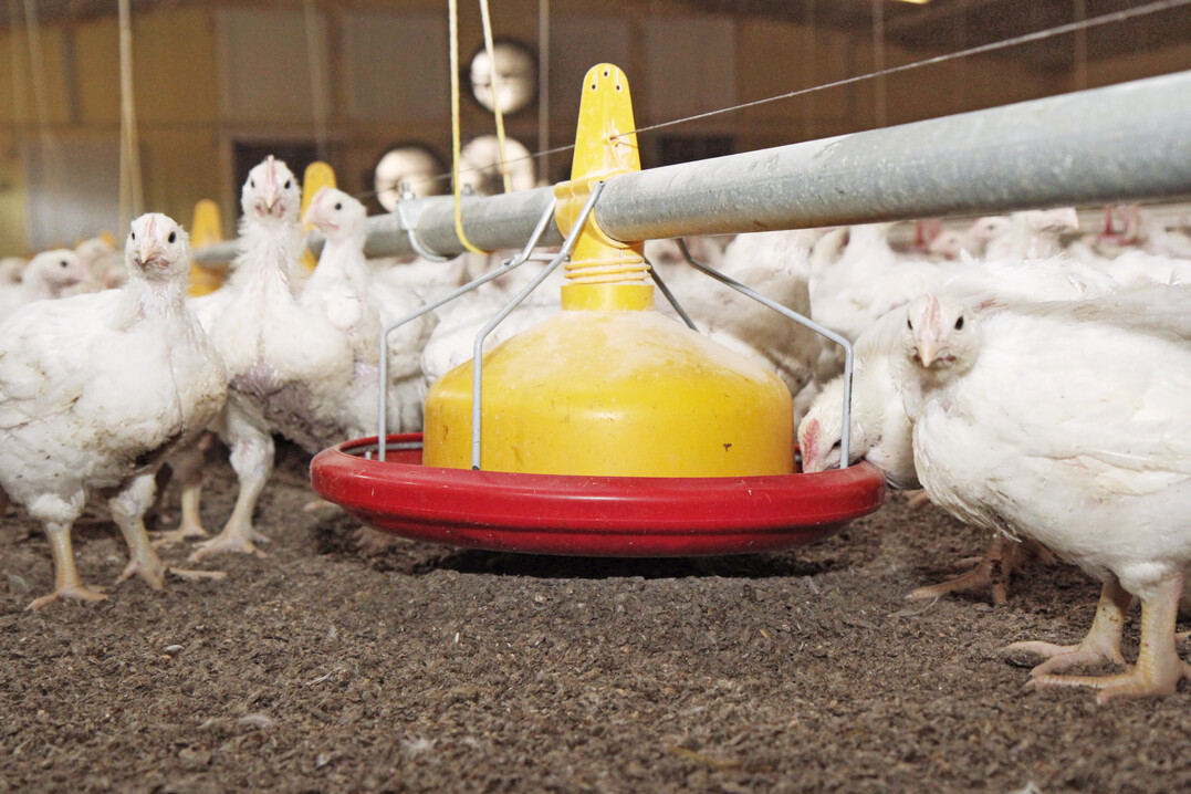 Bei einem Großbrand sind mehrere tausend Masthähnchen auf einem landwirtschaftlichen Betrieb in Niederstetten im Main-Tauber-Kreis getötet worden.