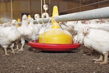 Bei einem Grobrand sind mehrere tausend Masthhnchen auf einem landwirtschaftlichen Betrieb in Niederstetten im Main-Tauber-Kreis gettet worden.