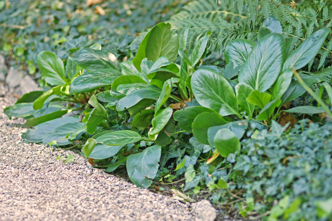 Als Blattschmuckstaude berzeugt die Bergenie "Bressingham White" mit einer kompakten Wuchsform und lederartigen Blttern, die Schnecken nicht mgen.