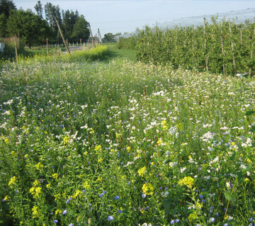 Als Streifen am Zaun oder als Zwischeneinsaat lassen sich einjhrige Mischungen in Obstanlagen integrieren. 