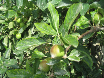 Aufgehellte Blattflchen und noch dunkle Blattadern weisen auf einen Mangel am wichtigen Nhrstoff Magnesium in den Blttern hin. 
