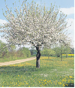 Streuobstland Baden-Württemberg.