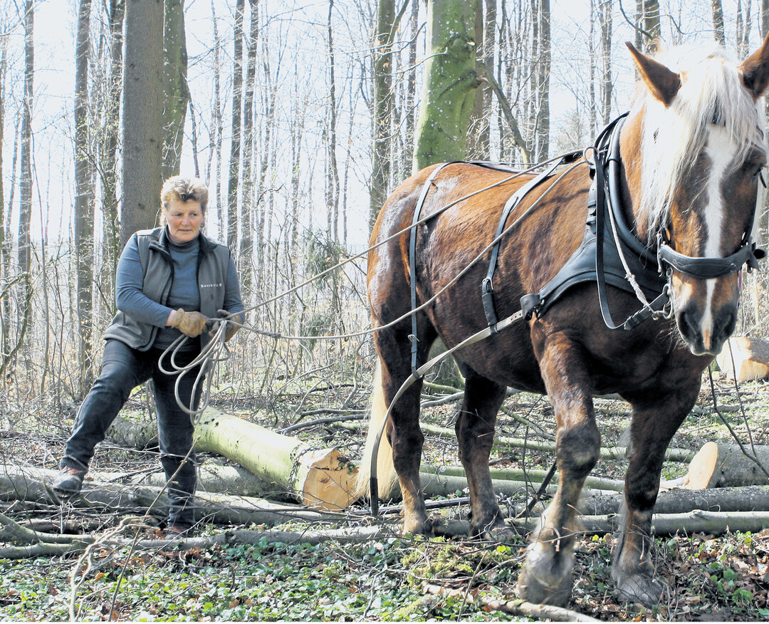 Ein starkes Team, das sich fast ohne Worte versteht: Christel Erz und ihr 15-jähriger Schwarzwälder Fuchswallach „Domino" beim Vorliefern von Schwachholz im Laichinger Stadtwald.