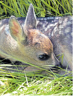 Mit einer Wärmebildkamera können die Kitze schnell gefunden werden.
