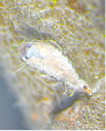 In manchen Anlagen wird die Kommaschildlaus zum Problem: Bis zu 90 weiße Eier überwintern geschützt unter dem Schild.