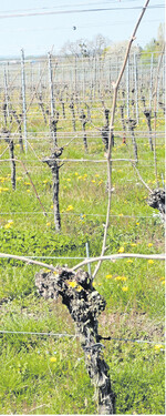 Kommen nicht benötigte Frostruten aus einer Anlage mit hohem Raubmilbenbesatz, können diese noch als Spendermaterial zur Ansiedlung von Raubmilben für Junganlagen oder für Weinberge mit einer geringen Population dienen.