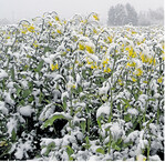 Noch steht nicht fest, wie stark der Raps vom Schnee geschädigt wurde.