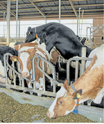 Klassische, äußere Brunstsymptome wie Bespringen von anderen Herdentieren, Kopfauflegen über einen längeren Zeitraum (mindestens zwei Sekunden) oder Abgang des Brunstschleims sind in Hochleistungsherden immer seltener zu beobachten.