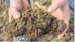 Regenwurmgänge im Boden tragen dazu bei, dass Wasser direkt abfließt und wenig Nitrat aus der Erde auswäscht. So wertet das Bodenleben die Fruchtbarkeit deutlich auf.