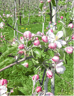 Bei einer intensiven Blüte stellt sich die Frage, was hängen bleibt und was gegebenenfalls noch bei der Fruchtausdünnung zu regulieren ist.