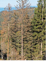 Durch die Massenvermehrung des Borkenkäfers ist der Befallsdruck auch in diesem Jahr sehr hoch. Deshalb sollten die Bestände laufend kontrolliert werden.