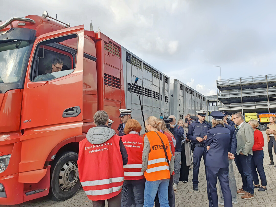 1 Tiertransportkontrollen am Autobahnkreuz Walldorf: Zum Schutz von Tieren und fr eine erhhte Verkehrssicherheit fhren die unteren Veterinrbehrden gemeinsam mit der Polizei zweimal jhrlich mehrwchige Schwerpunktkontrollen durch  dieses Mal Ende September am Autobahnkreuz Walldorf.