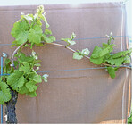 Ausbrecharbeiten mit dem ersten Entblättern verknüpfen: Stock vor (1)