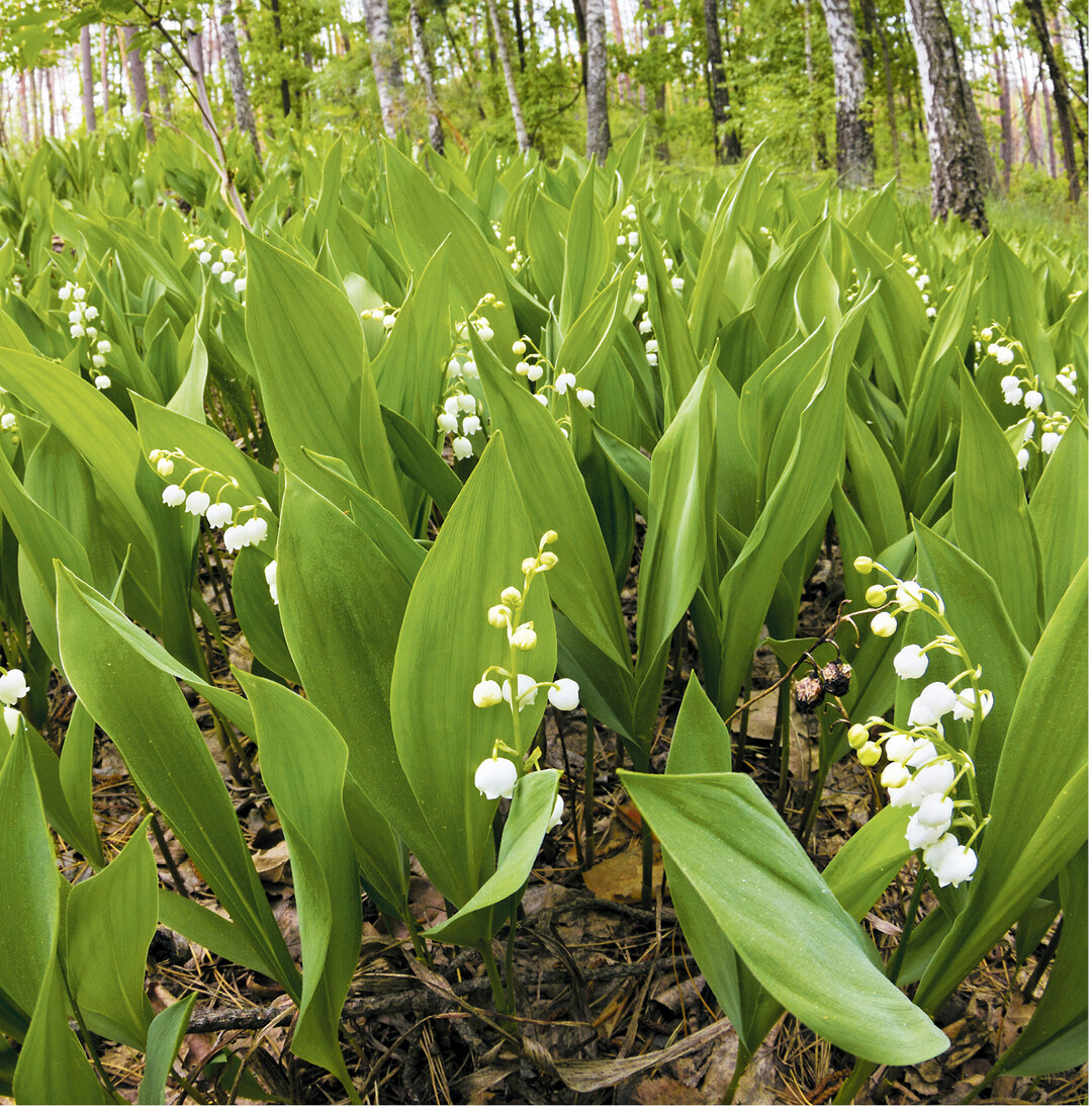 Die glockenförmigen Blüten der Maiglöckchen verströmen ihren betörenden Duft bis in den Juni hinein. Die ganze Pflanzen, vor allem Blüten, Blätter und, nach dem Verblühen, die erbsengroßen Früchte sind giftig. Sie enthalten herzwirksame Stoffe. Bereits Hautkontakt kann Reizungen verursachen. Falls man ein kleines Sträußchen gepflückt hat, die Hände waschen. Besonders gefährdet sind Kinder, weshalb man dann im Garten lieber auf Maiglöckchen verzichtet.