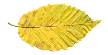 Herbstlaub ist ein beliebter berwinterungsplatz fr Insekten und kleinere Wirbeltiere.