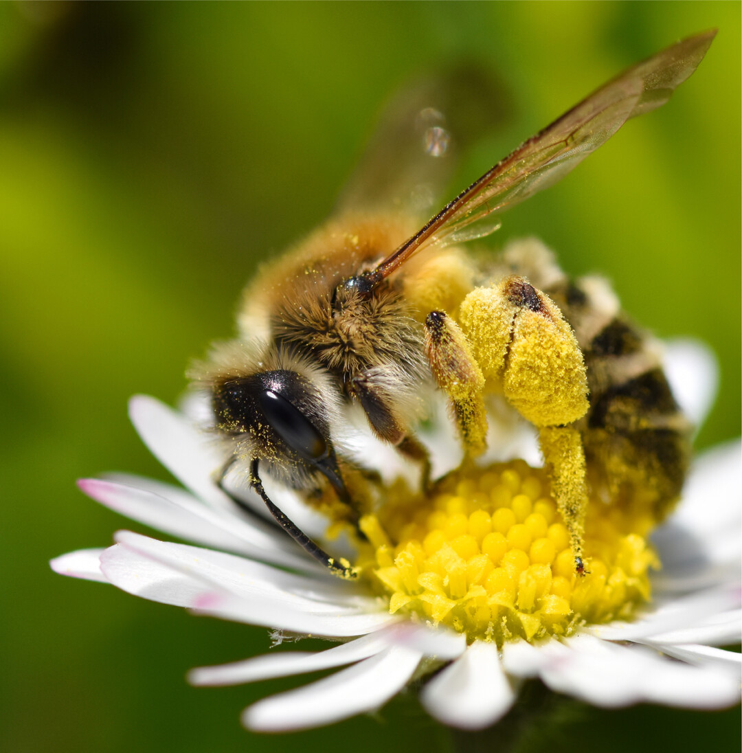 Diese Sandbiene sammelt Pollen auf einer Gänseblümchenblüte. Die kleinen Wildbienen sind überaus nützliche Bestäuber. In verschiedenen Online- Seminaren der neuen Ulmer-Akademie erfahren Sie, wie Sie Wildbienen im eigenen Garten fördern können: www.ulmer-akademie.de