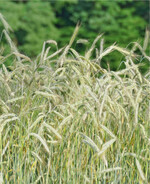 Roggen ist pflegeleicht, Pilze mögen ihn dennoch.