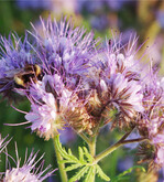 Die abgestorbene Pflanzendecke der Phacelia stellet eine wirksame Bodenbedeckung bis in das Frühjahr dar.