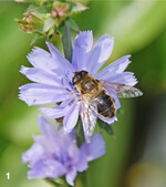 Bei der Bekämpfung von Schädlingen helfen Nützlinge wie die Schwebfliege.