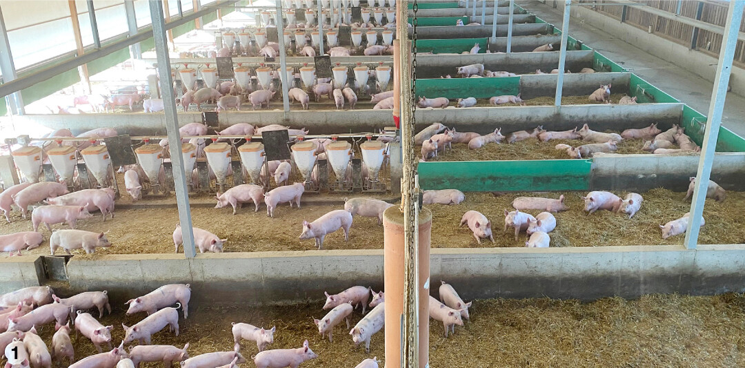 1 Die Mastschweine halten den Stallinnenbereich so sauber, dass diese Flächen nur alle 14 Tage entmistet werden müssen.