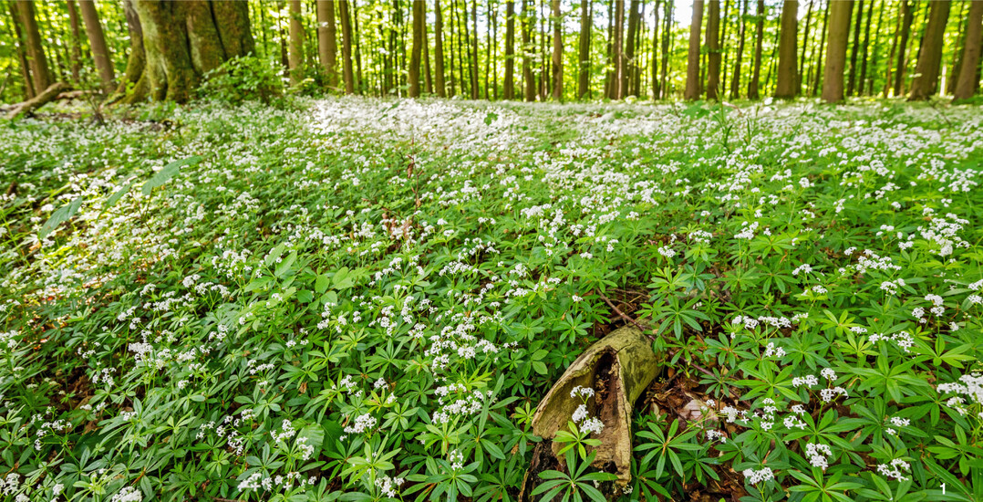 Waldmeister liebt halbschattige Bereiche, etwa unter lichten Laubbäumen.