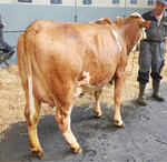 Die Spitzenjungkuh von Familie Kappes aus Bobstadt erlöste 2820 Euro.