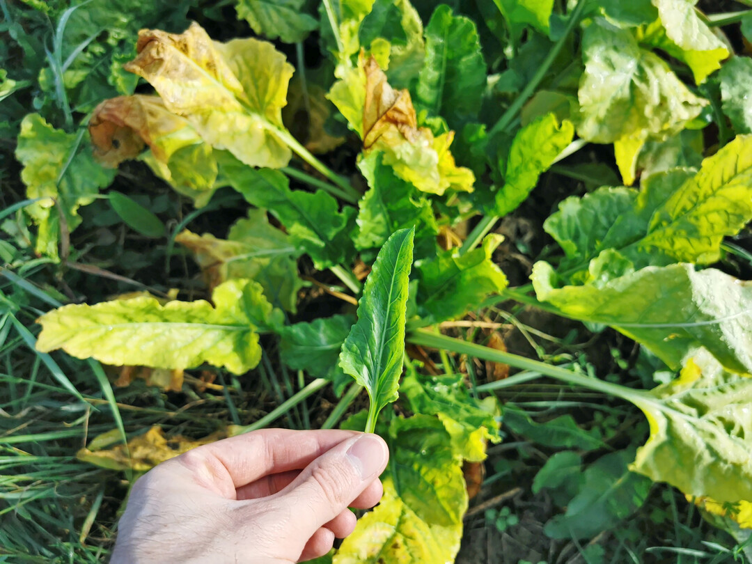 Asymmetrische Herzblätter und Chlorosen an den älteren Blättern sind typische SBR Symptome, hier im Oberen Gäu.