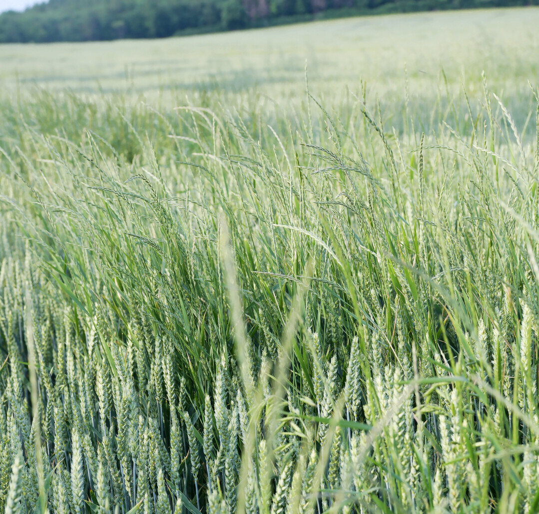 Die Nahaufnahme eines Winterweizen-Feldes zeigt mehrere Halme des Weidelgrases zwischen der Hauptkultur. Die Bodenherbizide mit den Wirkstoffen Flufenacet, Prosulfocarb und Chlortoluron haben auch auf Weidelgrser bei entsprechender Bodenfeuchtigkeit im Vorauflauf eine gute Wirkung.