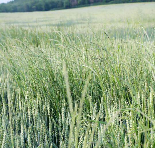 Die Nahaufnahme eines Winterweizen-Feldes zeigt mehrere Halme des Weidelgrases zwischen der Hauptkultur. Die Bodenherbizide mit den Wirkstoffen Flufenacet, Prosulfocarb und Chlortoluron haben auch auf Weidelgrser bei entsprechender Bodenfeuchtigkeit im Vorauflauf eine gute Wirkung.