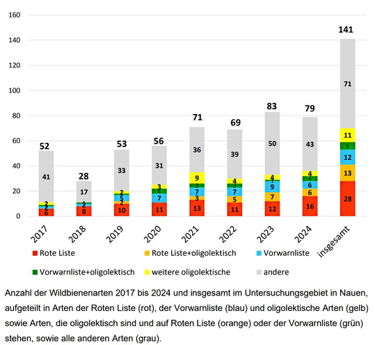 Anzahl der Wildbienenarten 2017 bis 2024 und insgesamt im Untersuchungsgebiet in Nauen,
aufgeteilt in Arten der Roten Liste (rot), der Vorwarnliste (blau) und oligolektische Arten (gelb)
sowie Arten, die oligolektisch sind und auf Roten Liste (orange) oder der Vorwarnliste (grün)
stehen, sowie alle anderen Arten (grau).
