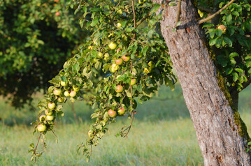 Auch Streuobstwiesen brauchen Pflege.