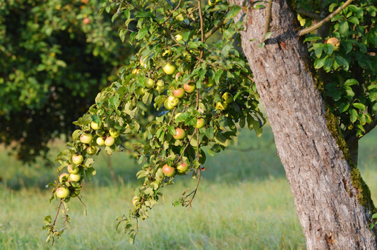Auch Streuobstwiesen brauchen Pflege.