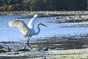 Silberreiher am Federsee.