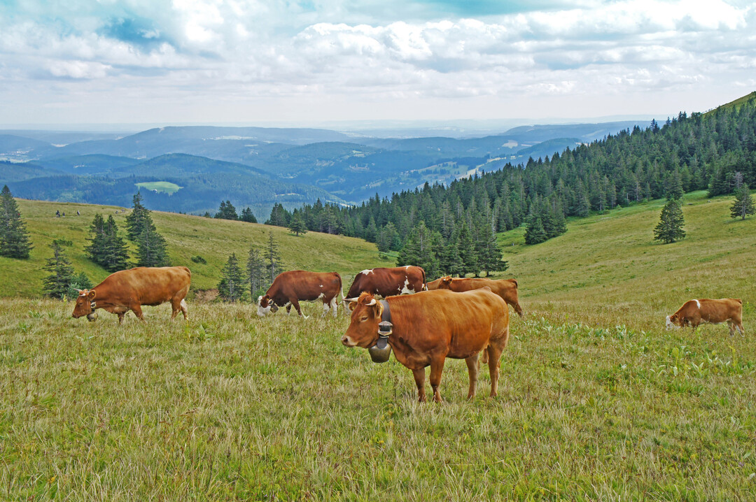 Zu Beginn des 20. Jahrhunderts verloren die Allmenden an Bedeutung. Im Schwarzwald gibt es neue Bestrebungen für eine gemeinsame Weidehaltung.