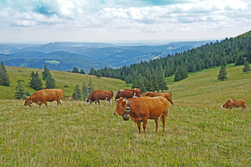 Zu Beginn des 20. Jahrhunderts verloren die Allmenden an Bedeutung. Im Schwarzwald gibt es neue Bestrebungen fr eine gemeinsame Weidehaltung.